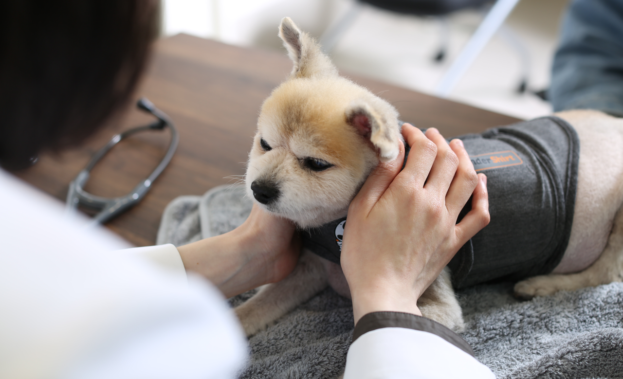 강아지 프로그램