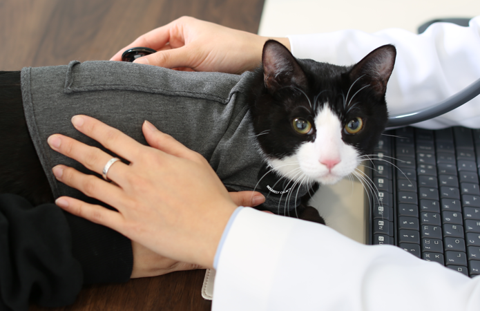 고양이 프로그램