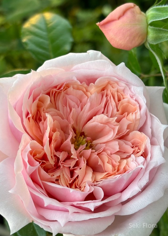 탄타우 정원 장미.Tantau Garden Roses