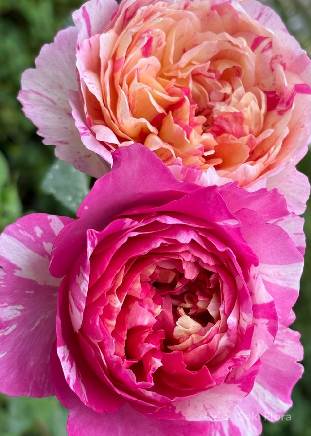 델바 정원 장미.Delbard Garden Roses