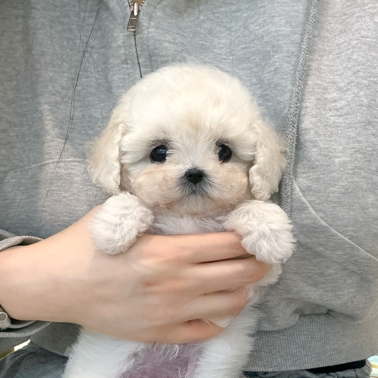상품 이미지