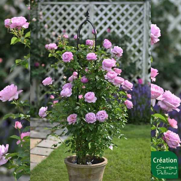알렉산드라 다비드 닐(Alexandra David Neel®)(20cm pot) : 세기원예 Seki Flora