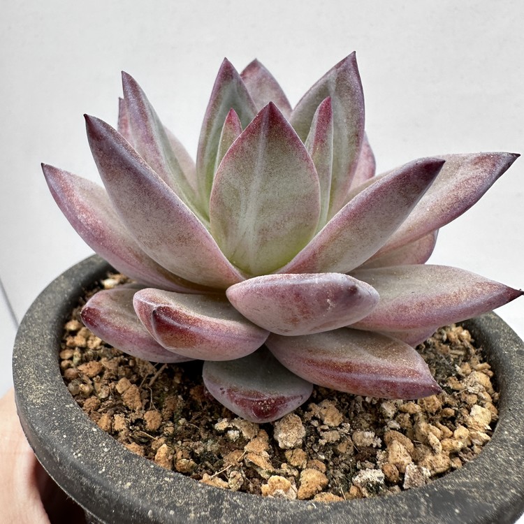 Echeveria Elie Saab-11 : DK Succulents Korea- Rare Korean