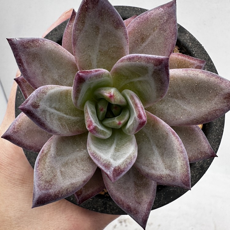 Echeveria Elie Saab-11 : DK Succulents Korea- Rare Korean