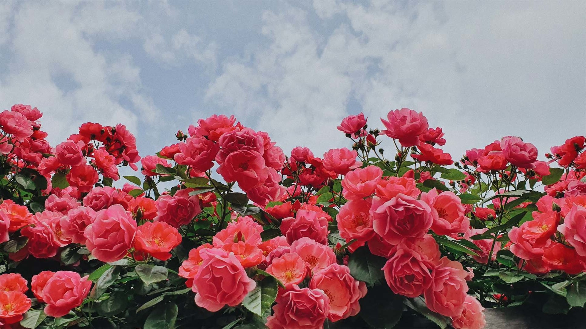 mobile background
