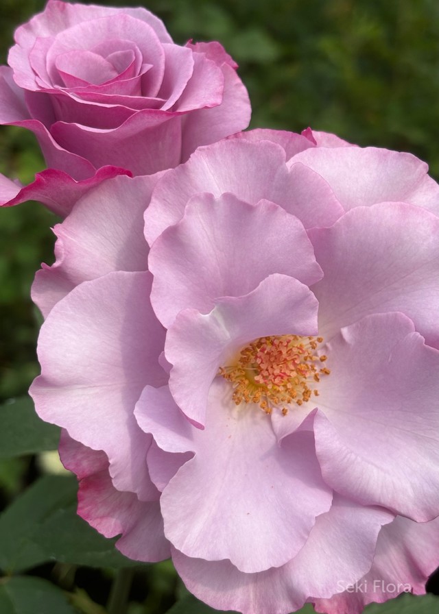 델바 정원 장미.Delbard Garden Roses