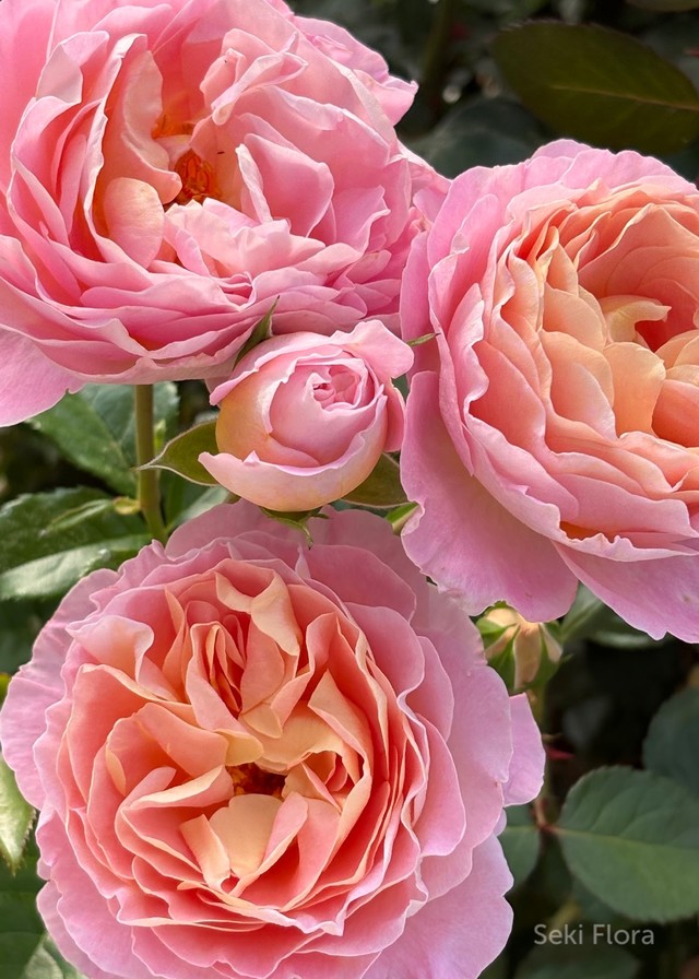 탄타우 정원 장미.Tantau Garden Roses