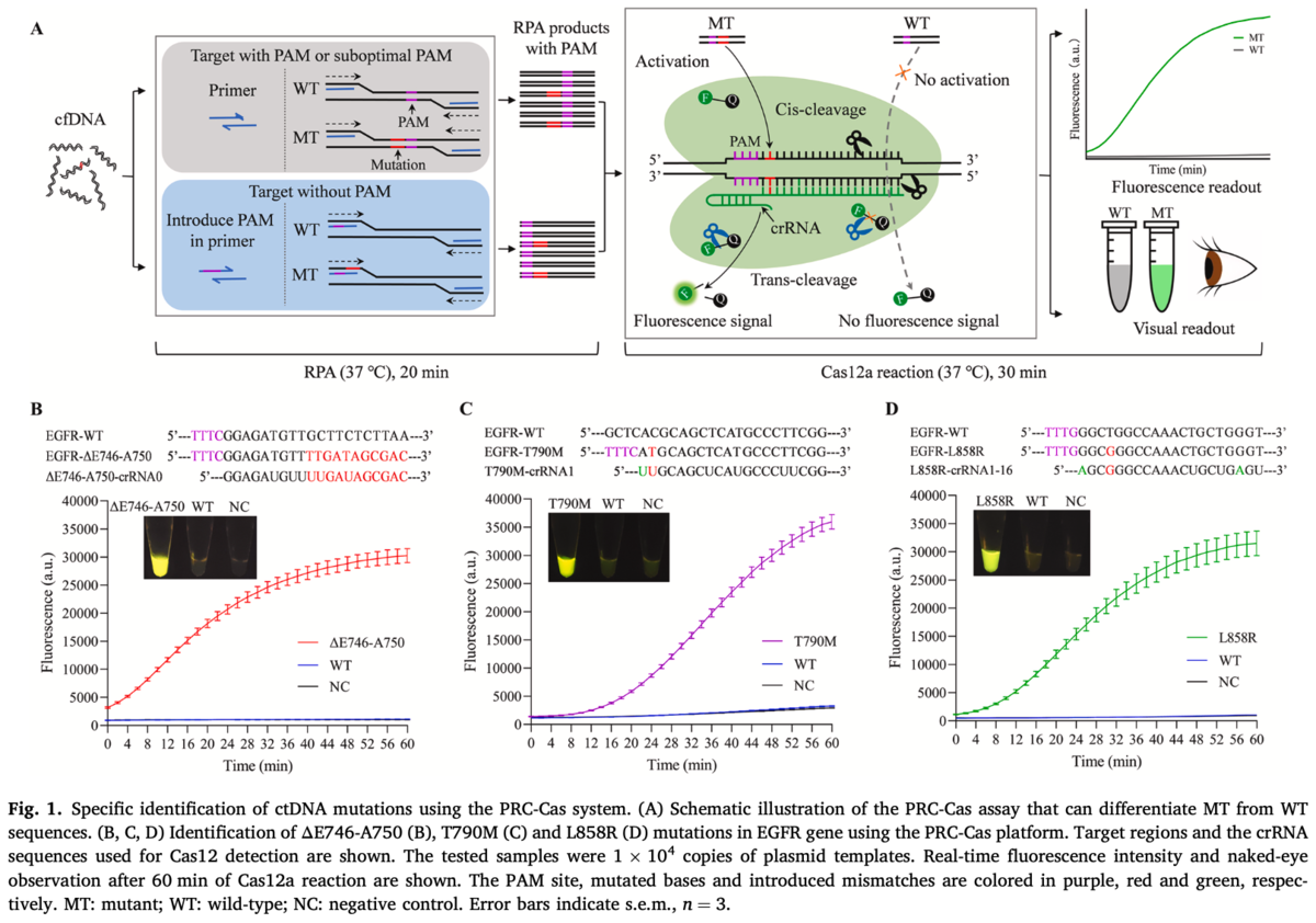 Universal and highly accurate detection of circulating tumor DNA ...