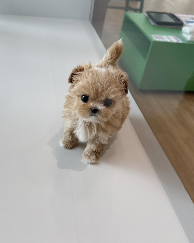 상품 이미지