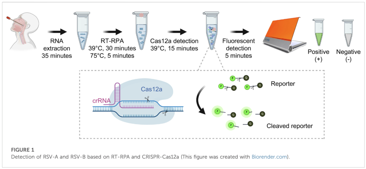 Detection of respiratory syncytial virus based on RT-RPA and CRISPR ...