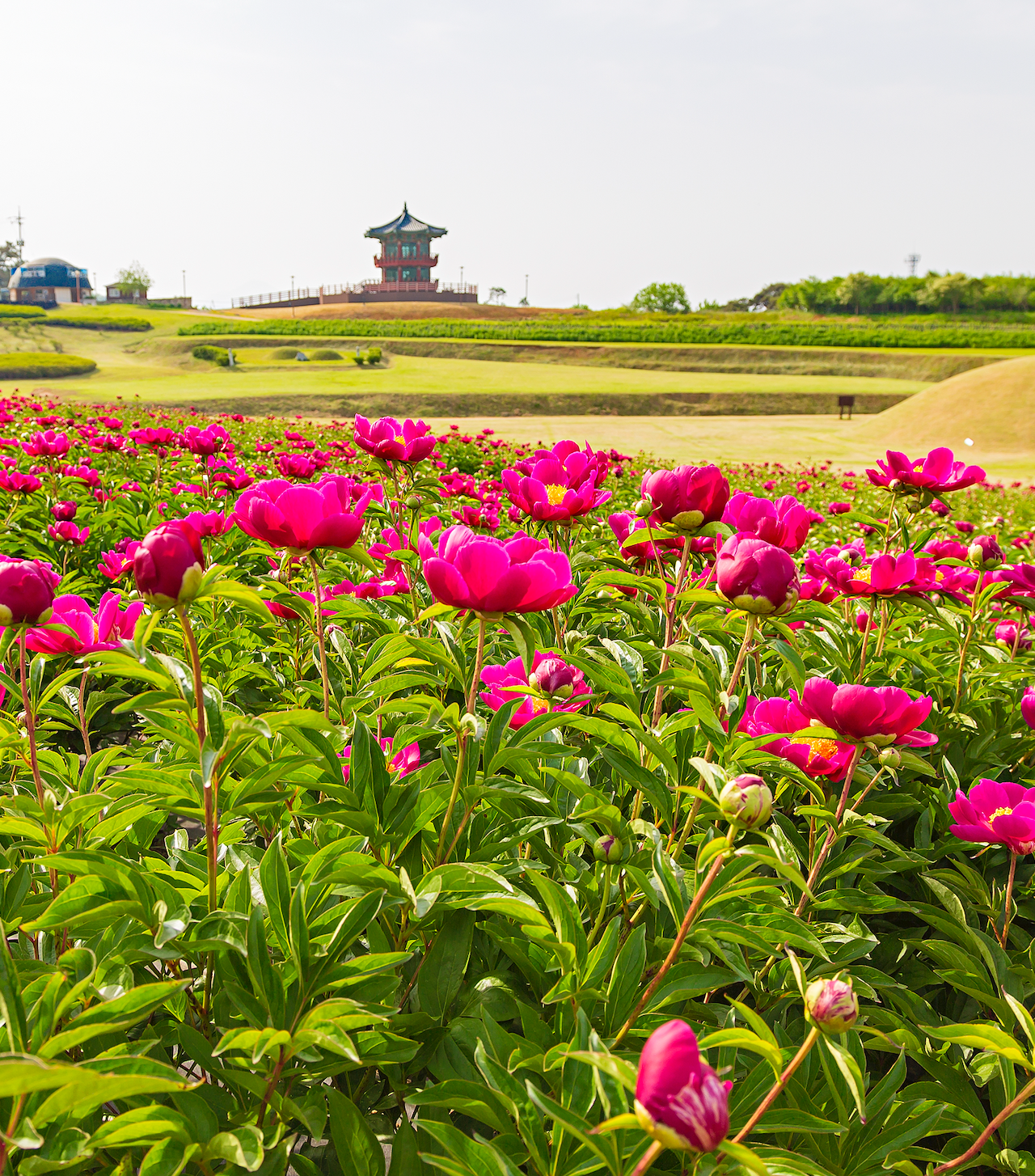 작약이 가득한 <조문국사적지>
