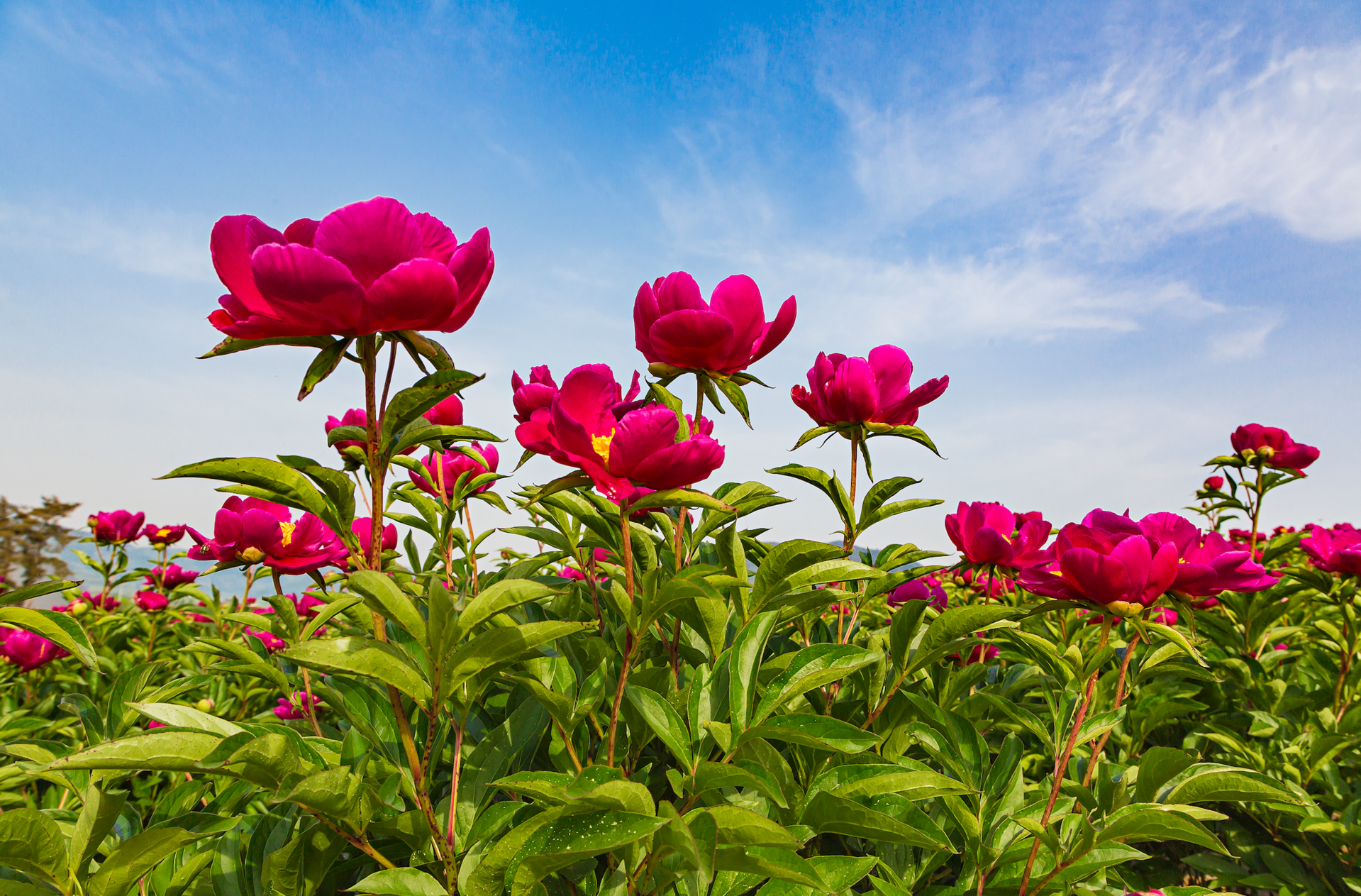 조문국사적지의 작약