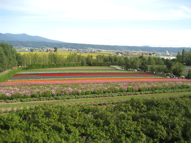 일본 허브견문여행_홋카이도Lavender Farm TOMITA<p></p>" 일본 홋카이도의 대표 관광지이며 허브 관광 산업의 선두 역할의 라벤더 농원 ..... "