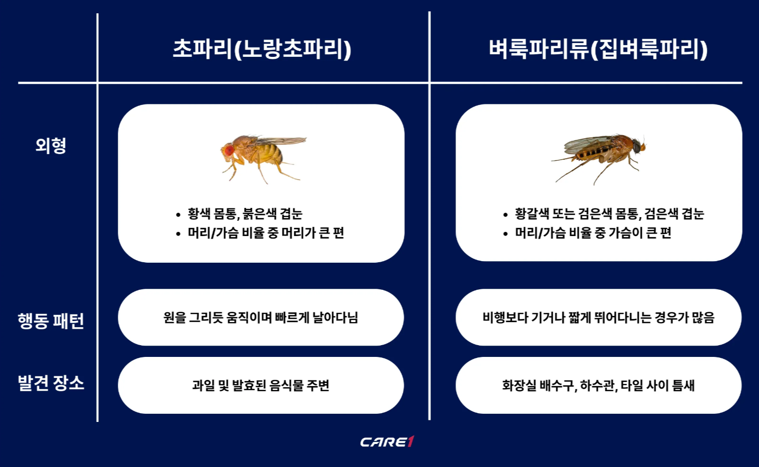초파리-벼룩파리-날벌레-비교하기