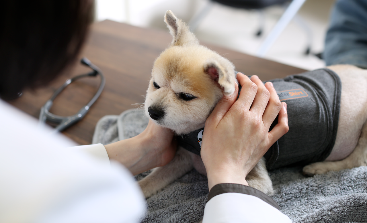 <storng>강아지 프로그램</storng>