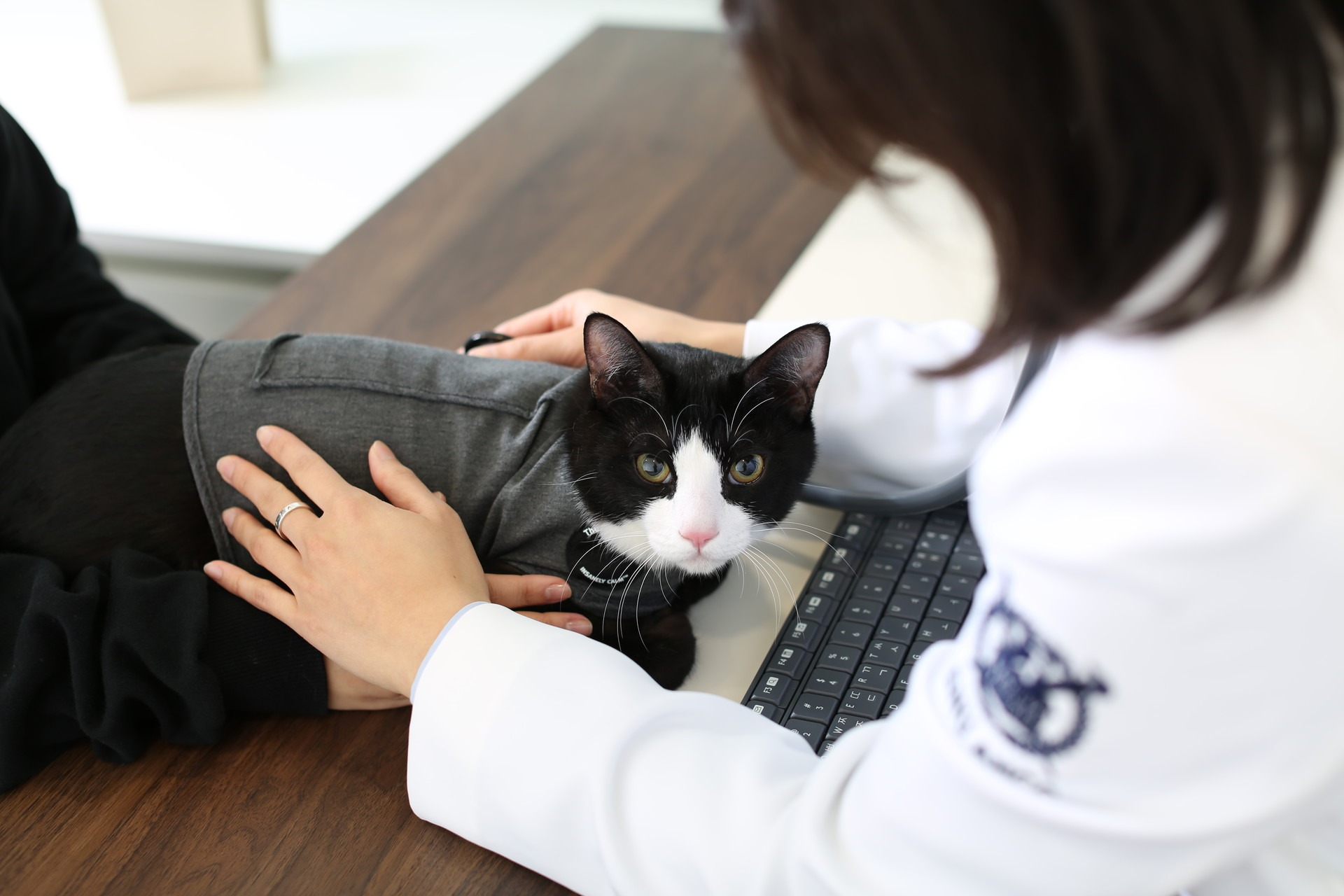 <storng>고양이 프로그램</storng>