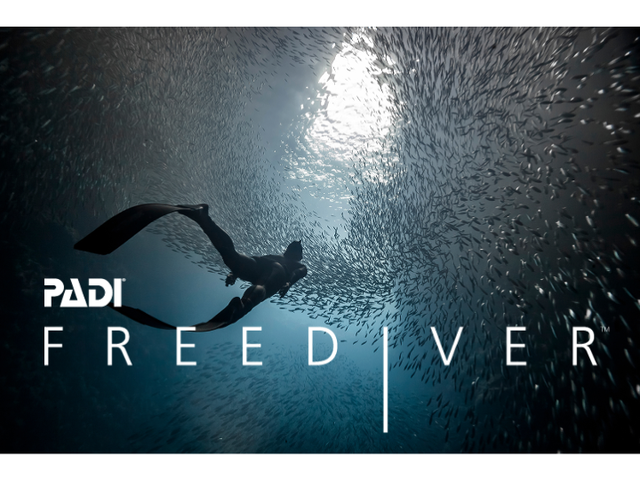 <p style="text-align:left; font-size:16px; margin-top:26px;">PADI Master FreeDiver (Lv4)<br><span style="color:#666; font-size:14px; ">990,000원</span></p>