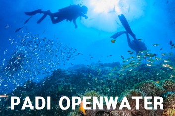 <p style="text-align:left; font-size:16px; margin-top:26px;">PADI 오픈워터 다이버<br>(OW)<br><span style="color:#666; font-size:14px; ">1,200,000원</span></p>