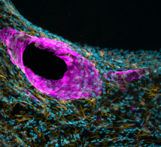 Organisation  of  neurons,  astrocytes  and glial cells within mouse brain, imaged with Sona at 40x. Image Andor Technology.