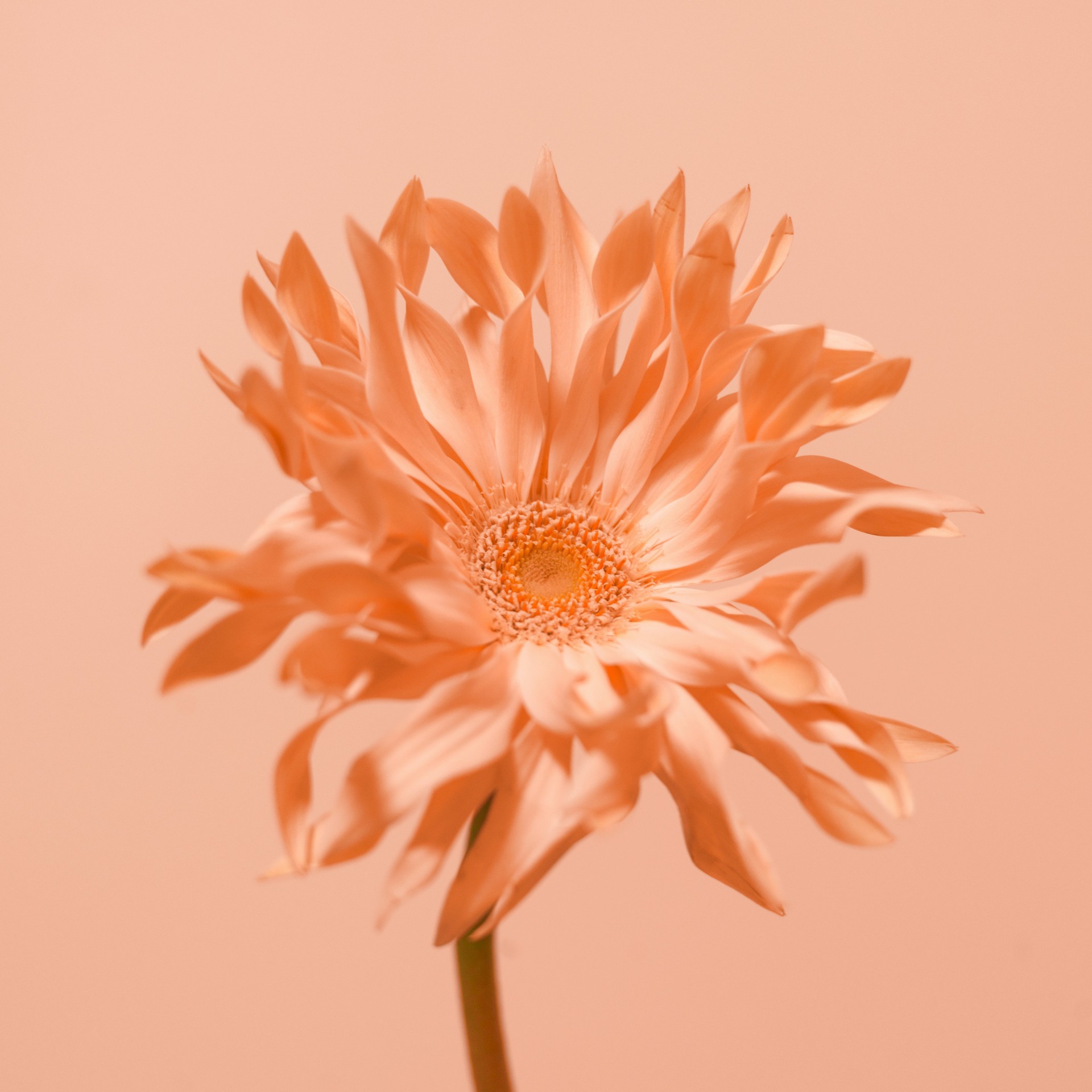 mobile background