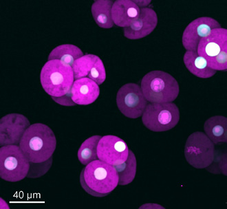 Mouse Fertilized eggs, Probe1: EGFP (EX/Em：488nm/525-50nm), Probe2: Kusabira Orange (Ex/Em: 561/600-50nm)  Microscope: Ti2-E (Nikon), Objective: 40x /1.25 (Sil), Camera: Sona-11, Pinhole Size ：40 μm. Sample courtesy of Dr. Eiichi  Okamura, Shiga University of Medical Science