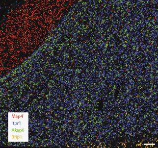 Decoded  transcript  locations  of  selected  genes overlaid on stitched (n = 1 section  per tissue). Scale bar, 100 μm. Split-FISH  imaging repeated on at least one additional  section per tissue, with similar results. Brain  tissue  showing  differential  localisation  of  transcripts  in  regions  with  (Itpr1)  and  without (Map4) cell bodies. (Goh et al., 2020)