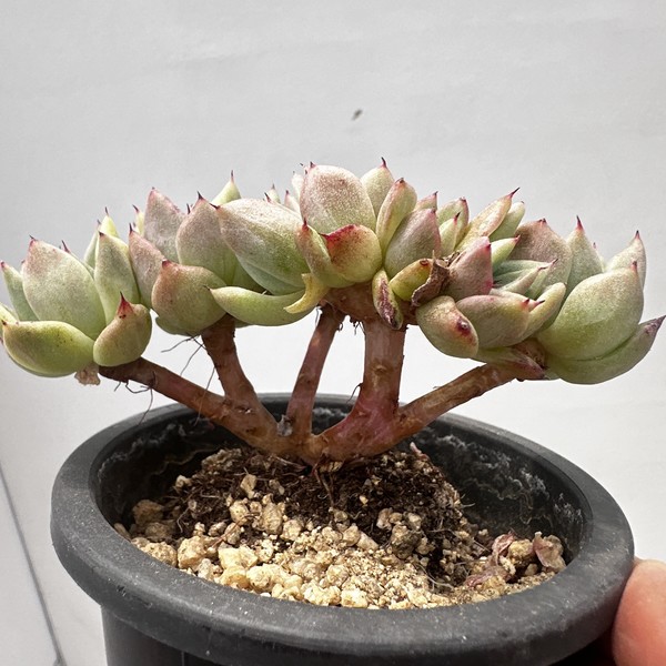 Echeveria Rajoya Variegated-29 : DK Succulents Korea- Rare Korean