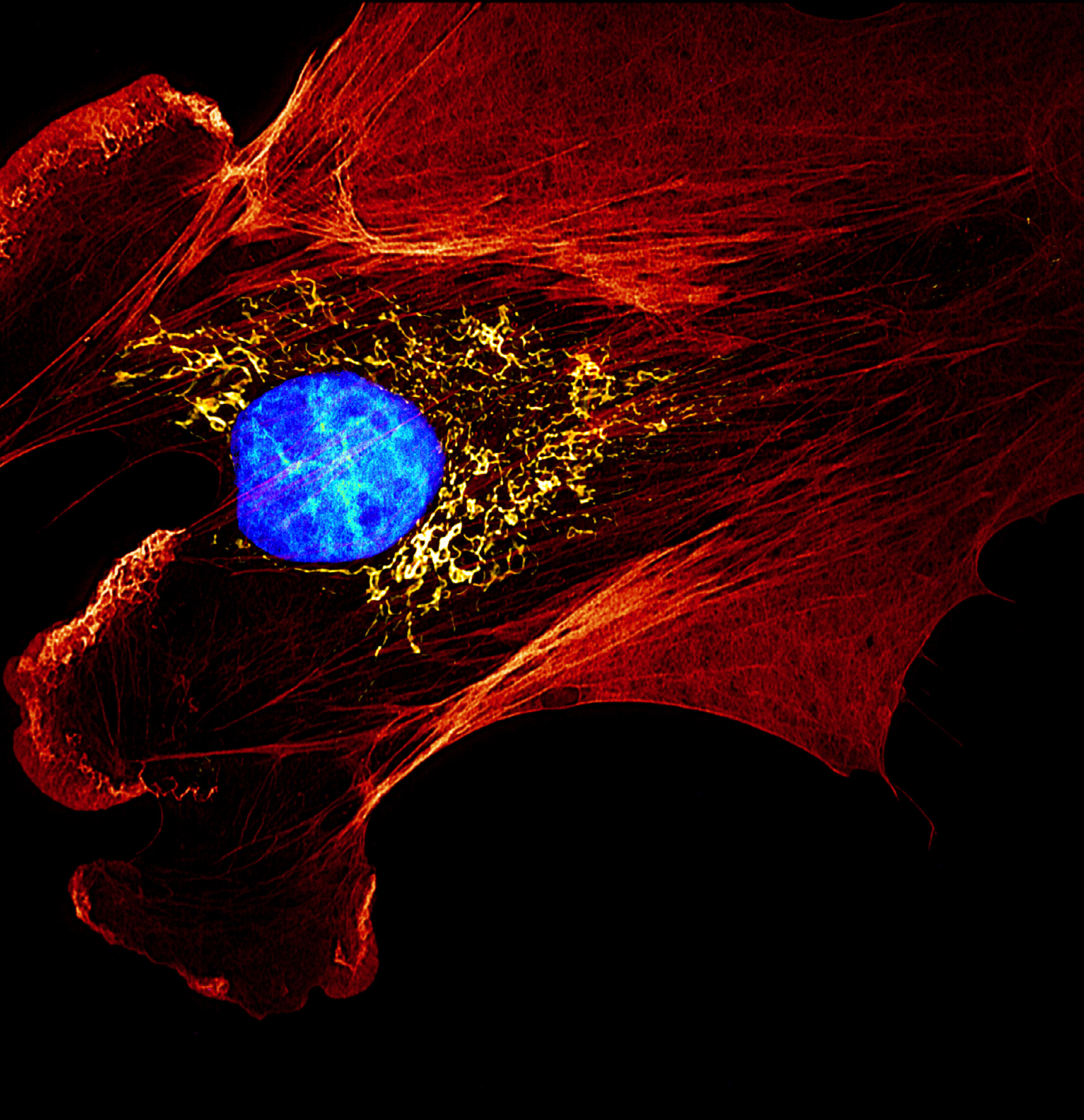 Revealing the cytoskeleton of the cell in highly-resolved vibrant detail with Andor sCMOS and SRRF-Stream. Image credit Motosuke Tsutsumi - National Institute of Physiological Science.