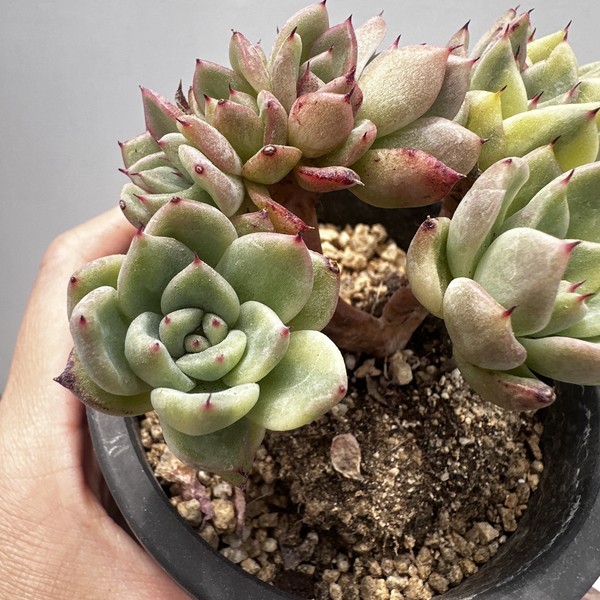 Echeveria Rajoya Variegated-29 : DK Succulents Korea- Rare Korean