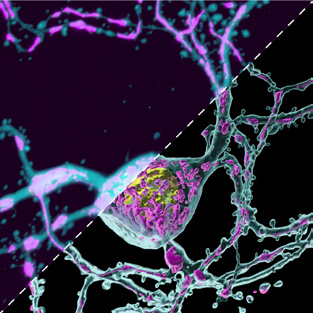 Neuron image taken using Andor sCMOS, Dragonfly, analysed with Imaris 9.5. Image courtesy of Aubrianna Decker (Gaublomme Lab) and Daniel Virga (Polleux Lab).