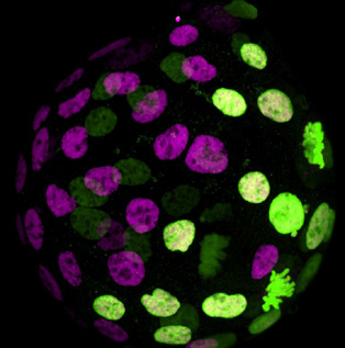 Single blastomeres of 2C embryos were injected with H2B-GFP mRNA and cultured to the blastocyst stage E4.5.  Image credit Martin Kinisu - UC Berkeley.