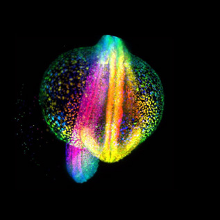 Light-sheet fluorescence microscopy image of Zebrafish embryo. Image  credit Gopi Shah, Max Planck Institute of Molecular Cell Biology and Genetics. 