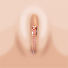 Well-balanced Inner lips