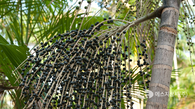 Organic Acai Berry Puree