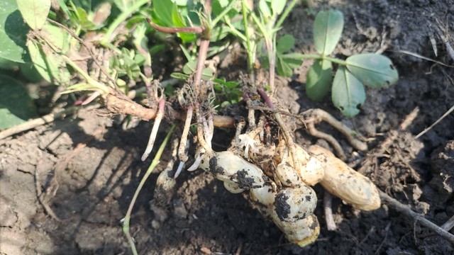 Organic Peanut