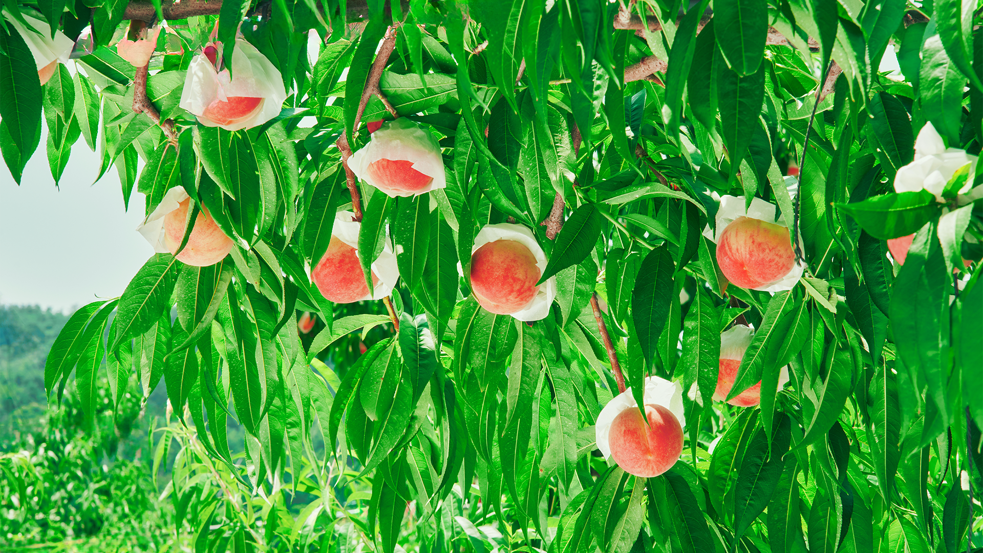 mobile background
