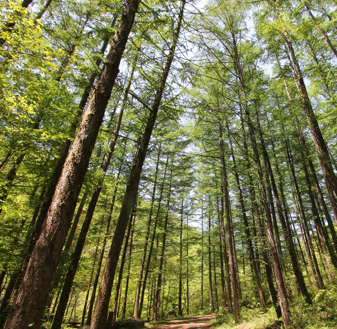 스테이지 캠핑앤 풀빌라 근방의 여행지인 강씨봉 자연 휴양림 입니다.