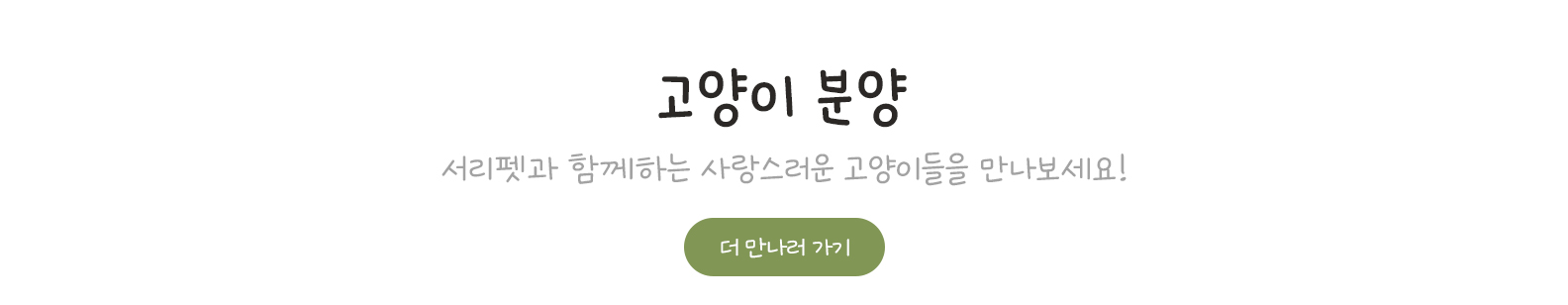 고양이 분양, 사랑스러운 고양이들을 만나보세요.