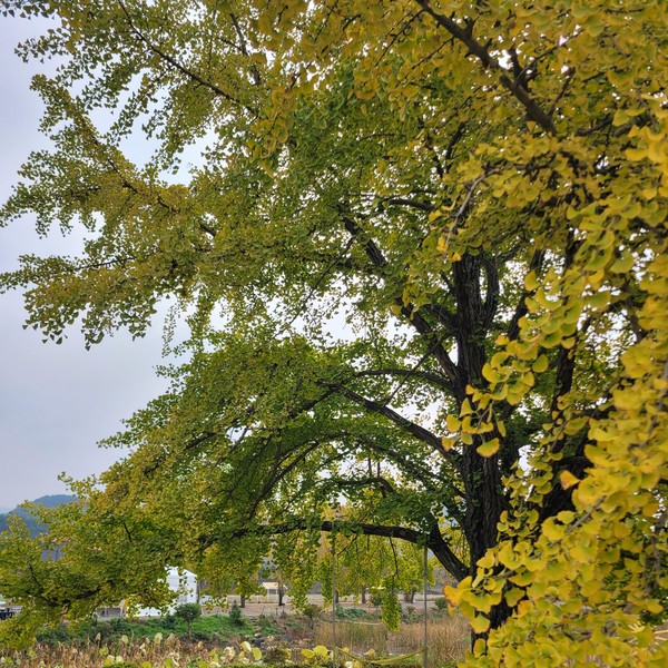 예약 상품 이미지