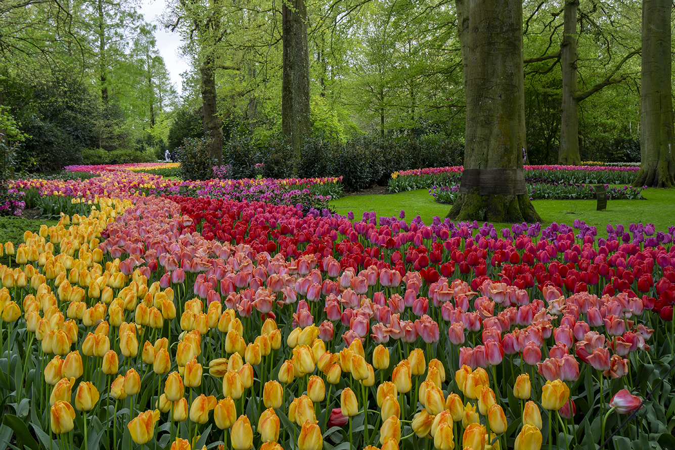 유럽미술테마여행 프랑스미술여행 아비뇽 고흐여행 네덜란드 튤립축제 쾨켄호프