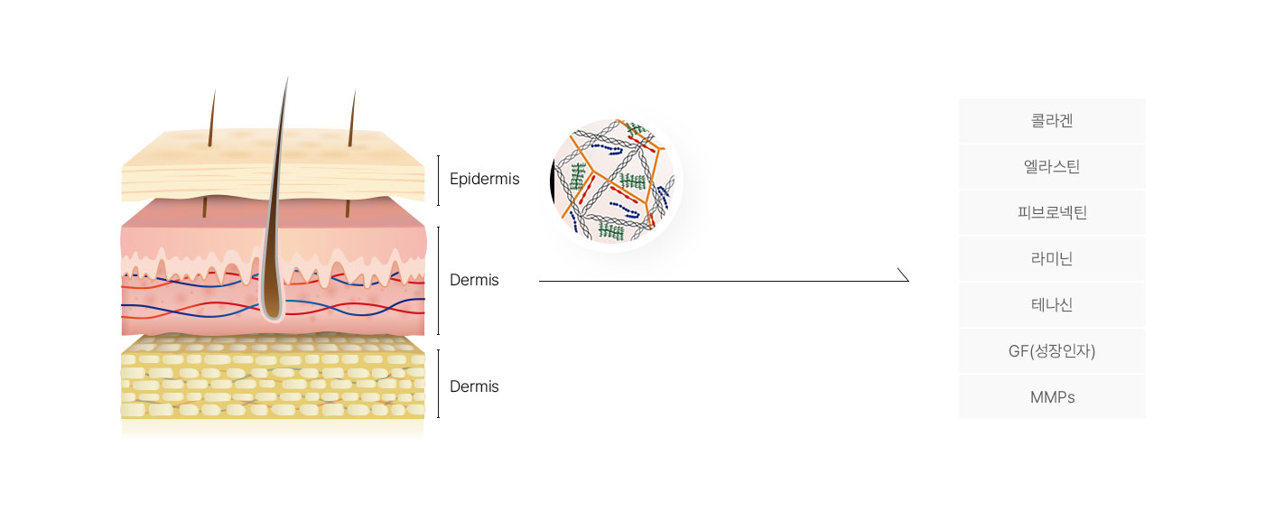 세포외기질을 공급하여 피부를 건강하게 회복시켜주는 리투오시술 원주피부과 원더스의원