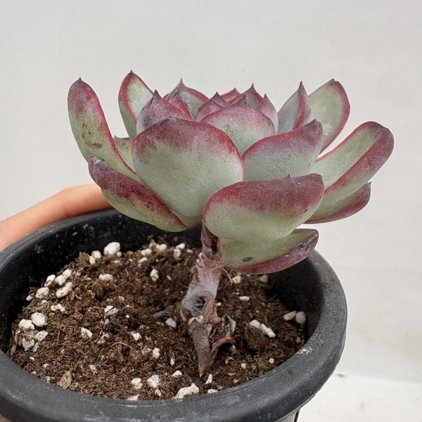 Echeveria Chubby Bunny-33 : DK Succulents Korea- Rare Korean