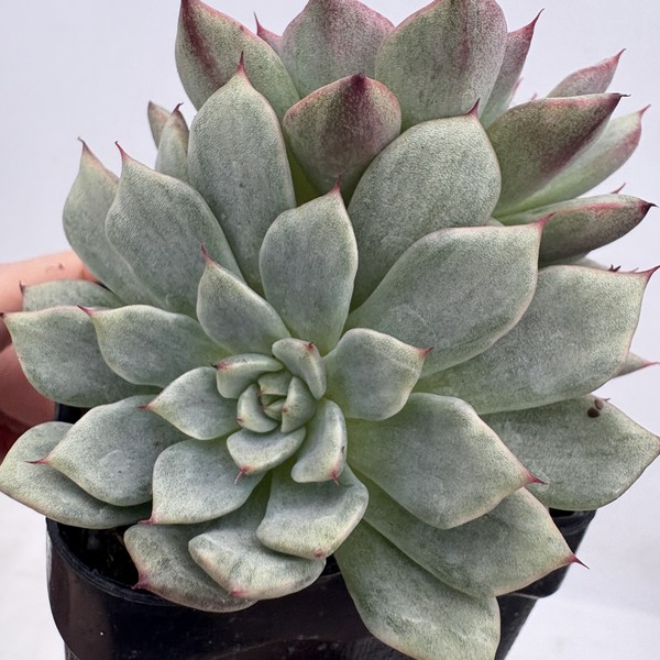 多肉植物 韓国苗 Echeveria1202-MKC186-498Crispate Beauty2個 (岡山