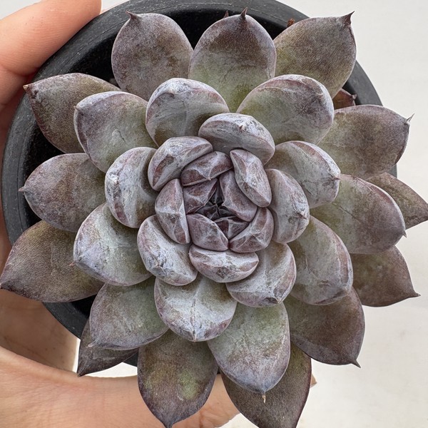 Jungle Fatigue ファティーグ OVY KAJA echeveria 8431d9ff17cb1.jpg