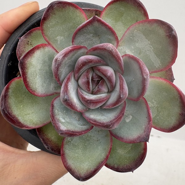 Echeveria Chubby Bunny-33 : DK Succulents Korea- Rare Korean