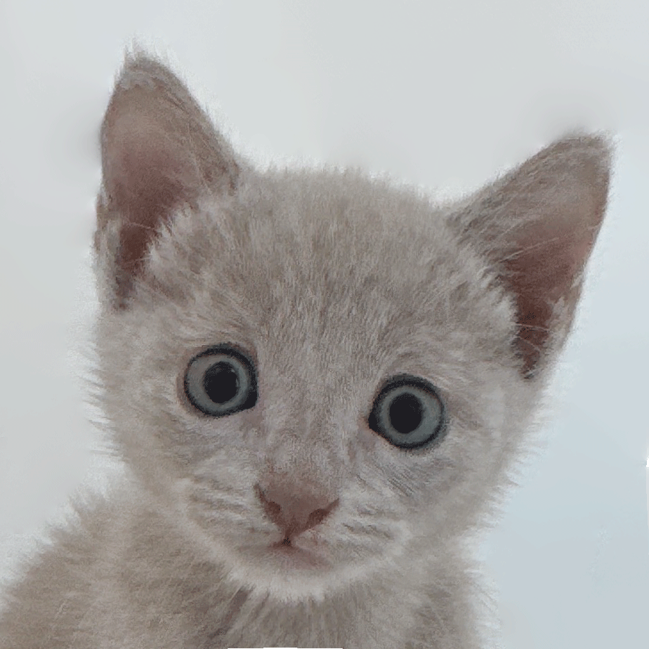 러시안블루 퍼플 : 퍼스트캣ㆍ24시 고양이분양ㆍ전국 안심홈서비스