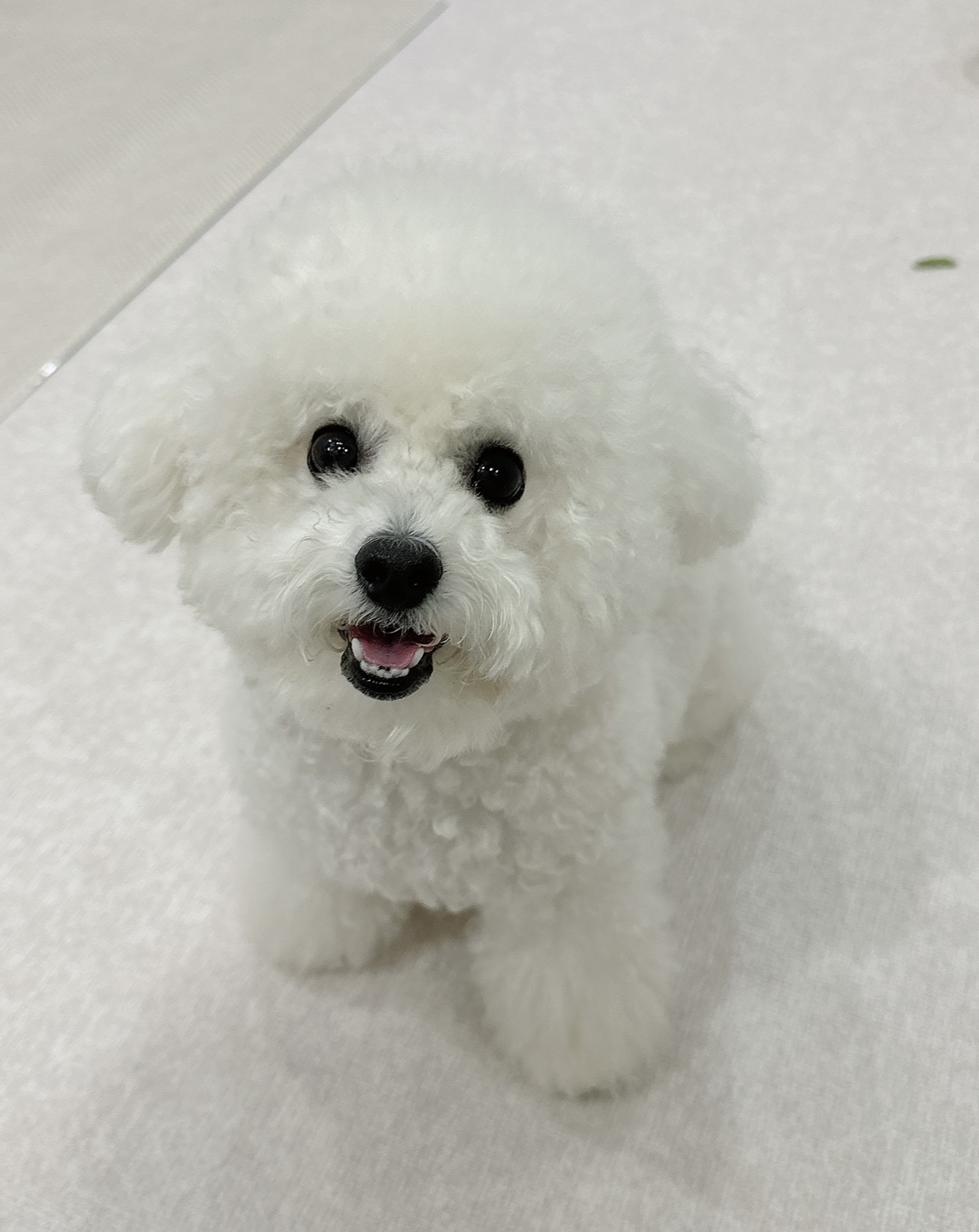 밥잘먹고 두살 꼬꼬마, 수치 올려보자!!