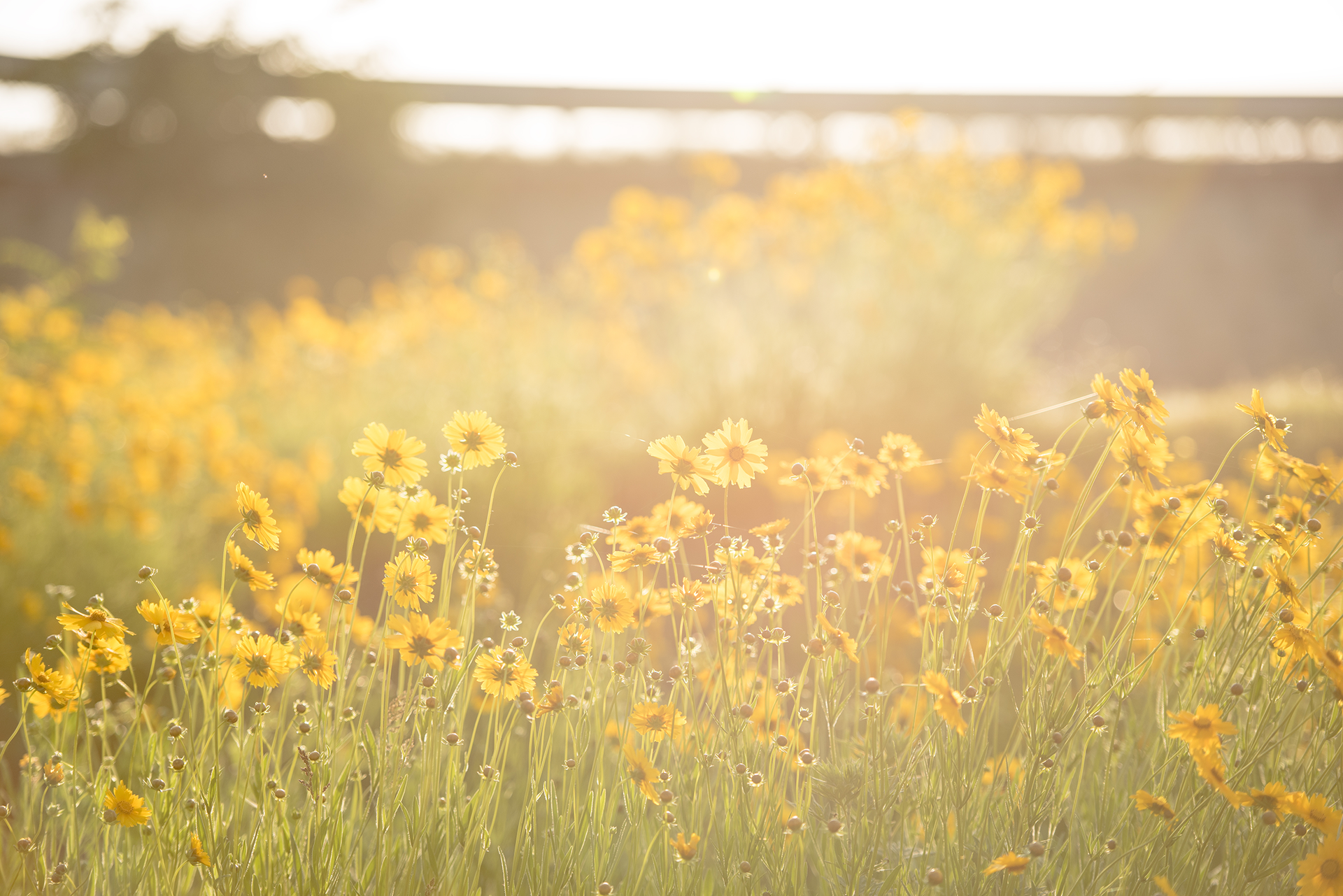 우리는 우리가 늘 생각하는 것이 된다. 그것이 가장 묘한 비밀이다.  - 얼 나이팅게일(Earl Nightingale V, 1921-1989), 미국의 작가