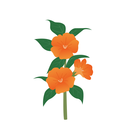 아프리카 봉선화