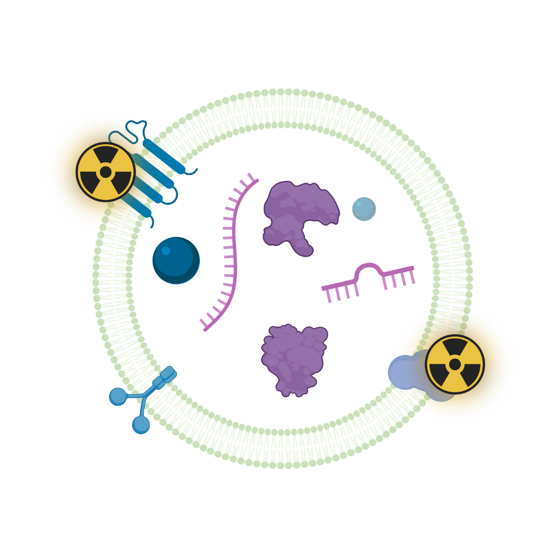 Radio-labeled Vesicle